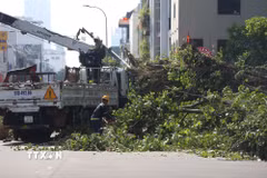 Lực lượng chức năng phối hợp với đơn vị liên quan cắt tỉa cành, thu dọn hiện trường. (Ảnh: Hồng Đạt/TTXVN)