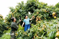 Người dân Bắc Ninh livestream bán vải tại vườn trên các nền tảng số. (Ảnh: Đồng Thúy/TTXVN)