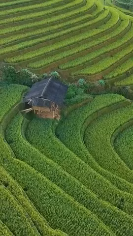 Mù Cang Chải vào mùa đẹp 'mê hồn': Ruộng bậc thang chuyển sắc vàng 