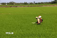 Chăm sóc lúa tại Cần Thơ. (Ảnh: Duy Khương/TTXVN)