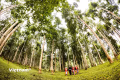 Khu rừng gỗ mỡ được trồng tập trung, góp phần bảo vệ môi trường sinh thái và tạo sinh kế ổn định cho người dân. (Ảnh minh họa: PV/Vietnam+)