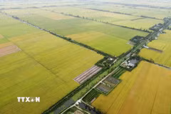 Sản xuất lúa. (Ảnh: Vũ Sinh/TTXVN)