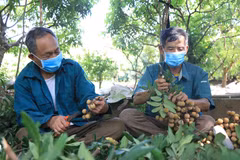 Người dân trồng nhãn Hưng Yên thu hoạch nhãn. (Ảnh: Đinh Tuấn/TTXVN)