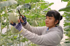 Ngành nông nghiệp duy trì sản xuất, thích ứng linh hoạt với đại dịch 