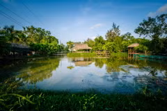 Vườn chim Bạc Liêu là nơi làm tổ quan trọng của nhiều loài chim nước, điển hình là các loài le le, cò, diệc, vạc, còng cọc, quắm đen và nhiều loài khác. (Ảnh: Trọng Đạt/TTXVN)