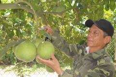 Nông dân phường Thủy Biều thành phố Huế tất bật thu hoạch bưởi thanh trà. (Ảnh: Tường Vi/TTXVN)