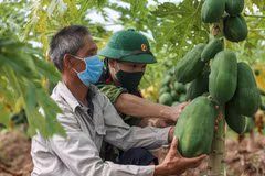 Bộ đội Cụ Hồ xắn tay, lội ruộng hỗ trợ nông dân thu hoạch nông sản