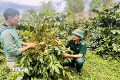 Chăm sóc cây càphê ở Quảng Trị. (Nguồn: TTXVN)
