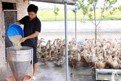 Nhờ có nguồn vốn của Ngân hàng Chính sách xã hội, anh Trần Ngọc Trà (thôn Hải Long, xã Đông Xuyên, huyện Tiền Hải) đã đầu tư phát triển kinh tế, thành công với mô hình nuôi vịt biển. (Ảnh: Thu Hoài/Vietnam+)