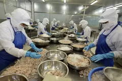 Chế biến tôm đông lạnh xuất khẩu tại Bạc Liêu. (Ảnh: Vũ Sinh/TTXVN)