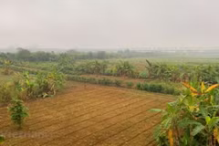 Bãi giữa sông Hồng chủ yếu hiện trồng hoa màu. (Ảnh: Hùng Nguyễn/Vietnam+)