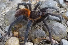 Một loài nhện mới được phát hiện ở Colombia. (Nguồn: mongabay.com)