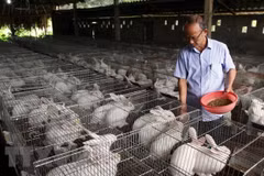Chăn nuôi thỏ công nghệ cao tại Yên Bái để cung cấp nguyên liệu cho Nhà máy công nghệ sinh học chế dược phẩm từ thỏ tại Quế Võ, Bắc Ninh. (Ảnh: Thế Duyệt/TTXVN)