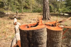 Cây rừng phòng hộ nằm giáp ranh giữa hai xã Đạ Sar và Đạ Nhim, huyện Lạc Dương, bị đốn hạ. (Ảnh Đặng Tuấn/TTXVN)