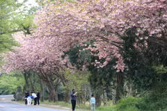 Ngắm hoa anh đào trên đảo Jeju, Hàn Quốc. (Ảnh: Yonhap/TTXVN)