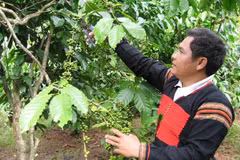 Nông dân huyện Krông Bông, Đắk Lắk chăm sóc cây càphê. (Ảnh: TTXVN phát)