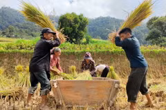 Người Cờ Lao đỏ tại xã Túng Sán thu hoạch lúa đổi công cho nhau. (Ảnh: Nam Thái/TTXVN)