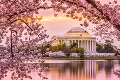 Hoa anh đào tại thủ đô Washington (Mỹ). (Nguồn: Thrillist)