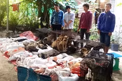 Tây Ninh: Tạm giữ 6 nghi phạm bắt trộm 47 con chó trong một đêm