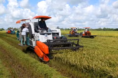 Năng suất lúa Hè Thu tại Cần Thơ tăng vượt mức dự kiến