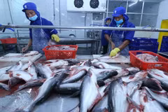 Chế biến cá tra xuất khẩu tại nhà máy của Công ty trách nhiệm hữu hạn Công nghiệp thủy sản Miền Nam. (Ảnh: Vũ Sinh/TTXVN)