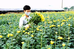 Người dân tây Tựu thu hoạch hoa cúc. (Ảnh: Vũ Sinh/TTXVN) 