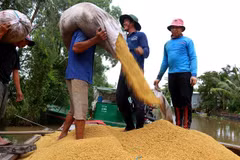 Thương lái thu mua thóc. (Ảnh: Thu Hiền/TTXVN)
