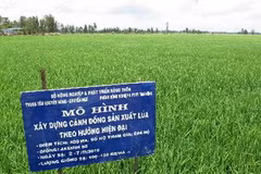 Một cánh đồng mẫu lớn ở Đồng Tháp. (Nguồn: TTXVN)