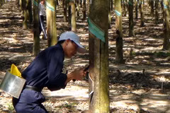 Lấy mủ cao su. (Nguồn: TTXVN)