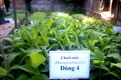 Một luống chuối giống của đề tài. (Nguồn: dostquangtri.gov.vn)