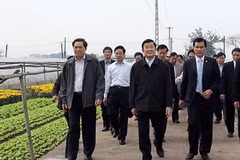 Chủ tịch nước Trương Tấn Sang thăm cánh đồng hoa của xã Tây Tựu. (Ảnh: Nguyễn Khang/TTXVN)