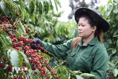 Càphê xuất khẩu trong hai tháng đầu năm 2025 giảm 28,4% về khối lượng nhưng tăng 26,2% về giá trị so với cùng kỳ năm 2024. (Ảnh: Tuấn Anh/TTXVN)