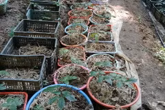 Khu vực trồng sâm Ngọc Linh của người dân bị mất trộm. (Ảnh: TTXVN phát)