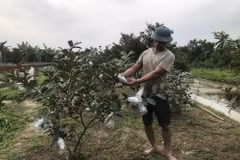 Anh Phạm Văn Trọng, xã Vĩnh Lập, kiểm tra ổi trồng của gia đình khi bị nước mặn xâm nhập. (Ảnh: Tiến Vĩnh/TTXVN)