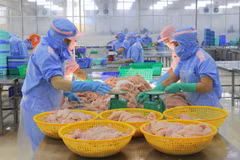 Công nhân làm đồ xuất khẩu thủy sản trở lại làm việc sau kỳ nghỉ Tết Nguyên đán Giáp Thìn 2024. (Ảnh: Công Mạo./TXVN)