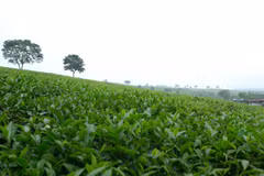 Những đồi chè xanh mướt là một trong những đặc trưng của huyện miền núi Mộc Châu. 