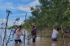 ​Rừng ngập mặn tại Trà Vinh. (Ảnh: PV/Vietnam+)