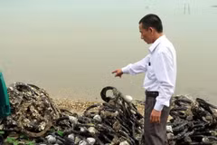 Hàu bám vào lốp xe được đưa lên bờ để thu hoạch. (Ảnh: Quốc Việt/TTXVN)