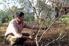 Ông Phạm Xuân Thủy, thôn 6 xã Đông Sơn xót xa vì đào bị chết do bệnh nặng. (Nguồn: Vũ Đạt/Vietnam+)