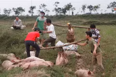 Lợn được tập kết trước khi cho xuống hố chôn, tiêu hủy. (Ảnh: Phan Quân/TTXVN)