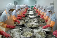 Chế biến tôm xuất khẩu. (Ảnh: TTXVN) 