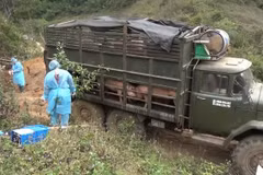 Đồn Biên phòng Chiềng On thuộc Bộ đội Biên phòng tỉnh Sơn La phối hợp với lực lượng chức năng huyện Yên Châu, tỉnh Sơn La tiến hành tiêu hủy toàn bộ số lợn vận chuyển trái phép từ Lào vào Việt Nam. (Ảnh: TTXVN phát) 