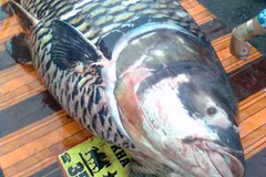 Cá hô (Nguồn: agrivn.com).