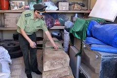 Gỗ sưa bắt được cùng thời điểm vụ triệt hạ 3 cây sưa cổ thụ ở Phong Nha-Kẻ Bàng tháng 4/2012. (Ảnh: Mạnh Thành/Vietnam+)