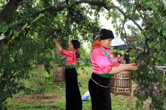 [Photo] Trải nghiệm thú vị trong Ngày hội hái quả mận Sơn La