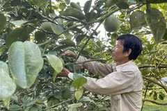 Bà Rịa-Vũng Tàu sẽ xây dựng thương hiệu bưởi da xanh Phú Mỹ để đáp ứng cho các tiêu chuẩn xuất khẩu trong thời gian tới. (Ảnh: TTXVN)