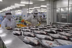Chế biến cá da trơn xuất khẩu ở Công ty Cổ phần Gò Đàng, Khu Công nghiệp Mỹ Tho, Tiền Giang. (Ảnh: Minh Trí/TTXVN)
