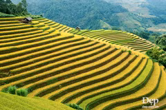 (Đẹp/Vietnam+)