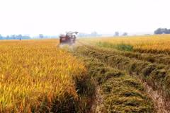 Nông dân ven sông Vàm Cỏ Đông thuộc xã Trí Bình, huyện Châu Thành thu hoạch lúa đông xuân. (Ảnh: Lê Đức Hoảnh/TTXVN)