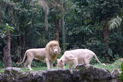 Vườn thú đêm của Singapore mừng sinh nhật 20 tuổi